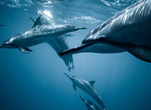 开云下载：重新定义云端下载的安全、快速与智能